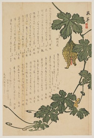 Japanese Print "Bitter Melon" by Dodo Hirotoshi