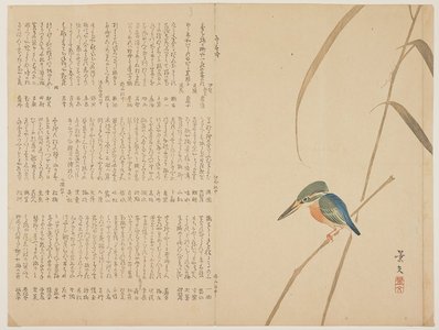 松村景文: (Kingfisher on reed) - ミネアポリス美術館