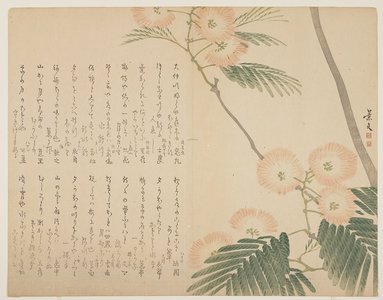 松村景文: Flowering Silk Tree - ミネアポリス美術館