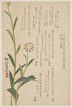 Baishitsu: (Purple flower) - ミネアポリス美術館