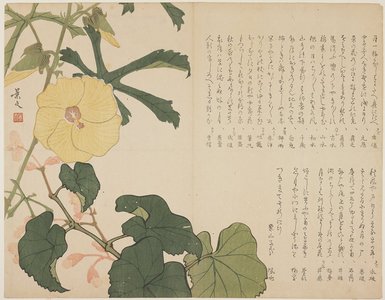 松村景文: (Yellow flowering shrub) - ミネアポリス美術館