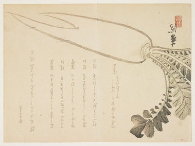 Unknown: (Daikon radish) - Minneapolis Institute of Arts 