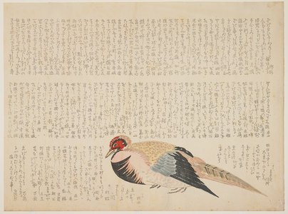 Unknown: (Pheasant) - Minneapolis Institute of Arts 