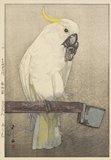 Yoshida Hiroshi: Sulphur-Crested Cockatoo - Minneapolis Institute of Arts 