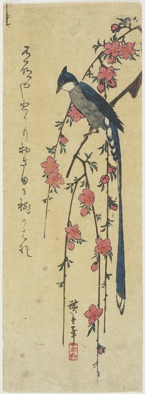 Utagawa Hiroshige: (Long-tail Cock on Drooping Cherry Tree) - Minneapolis Institute of Arts 