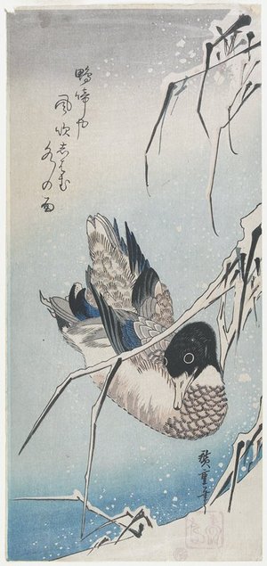 歌川広重: (Duck and Snowy Reeds) - ミネアポリス美術館