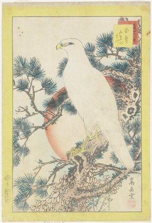 Nakayama Su_gakudo_: White Eagle on the Five-leaves Pine Tree - ミネアポリス美術館