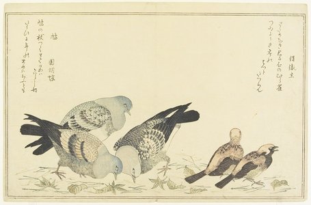 喜多川歌麿: Tree Sparrow and Rock Dove - ミネアポリス美術館
