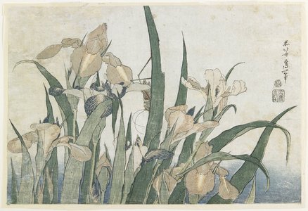 葛飾北斎: Iris Flowers and Grasshopper - ミネアポリス美術館