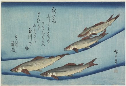 Utagawa Hiroshige: Sweetfish - Minneapolis Institute of Arts 