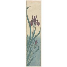 Utagawa Hiroshige, 歌川広重 (Utagawa Hiroshige)による浮世絵「Iris」