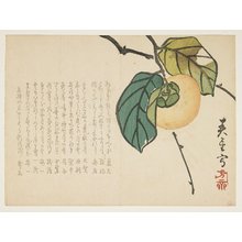 Japanese Print "(Persimmon)" by Shunsei