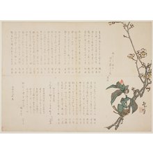 Nagayama Ko_choku: Plum and Camellia Branches - ミネアポリス美術館