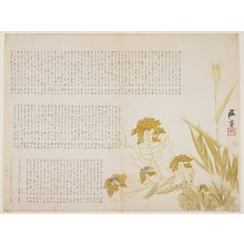 瀧和亭: (Rape blossom and wheat) - ミネアポリス美術館