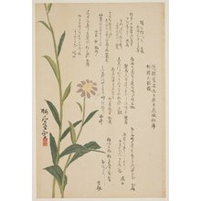 Baishitsu: (Purple flower) - ミネアポリス美術館