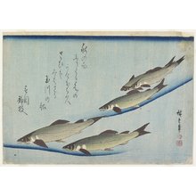 Utagawa Hiroshige: (River Trouts in Stream) - Minneapolis Institute of Arts 