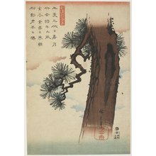 Utagawa Hiroshige: Pine Tree - Minneapolis Institute of Arts 