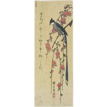 Utagawa Hiroshige: (Long-tail Cock on Drooping Cherry Tree) - Minneapolis Institute of Arts 
