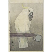 Yoshida Hiroshi: Sulphur-crested Cockatoo - Minneapolis Institute of Arts 