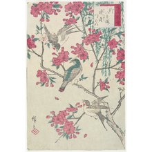 歌川広重: Willow, Cherry Blossoms, Sparrows and Swallow - ミネアポリス美術館