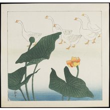 Kawaguchi: White Ducks - ミネアポリス美術館
