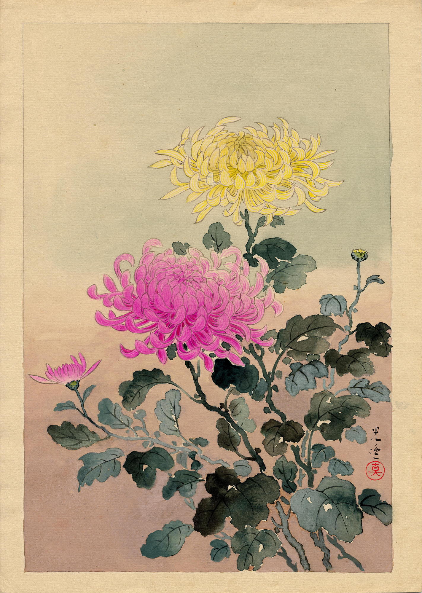 風光礼讃: Chrysanthemum - 菊 - Ohmi Gallery - 浮世絵検索
