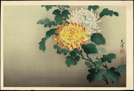 Tsuchiya Koitsu: Chrysanthemum - 菊 (1) - Ohmi Gallery