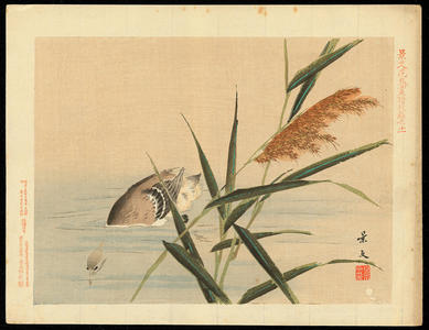 Keibun Matsumoto: Little Grebe and Reed - 鳰 葦 (1) - Ohmi Gallery