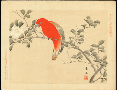 Keibun Matsumoto: Chattering Lorry and Camellia Sasanqua - 猩々鸚哥（しょうじょうインコ） 山茶花（さざんか） - Ohmi Gallery