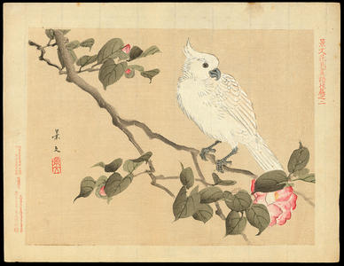 Keibun Matsumoto: Cockatoo and Camellia - 鸚鵡 椿 - Ohmi Gallery