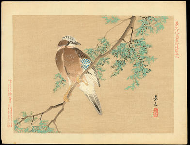 Keibun Matsumoto: Eurasian Jay and Chinese Arborvitae - ?（カシドリ・カケス） 扁柏（コノテガシワ） - Ohmi Gallery