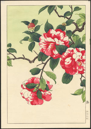 Nishimura, Hodo: Camellia - Ohmi Gallery
