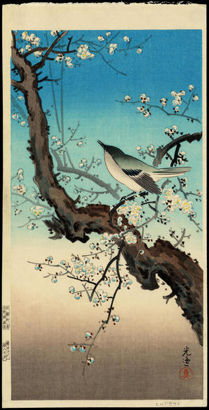 Tsuchiya Koitsu: Plum Warbler - 梅鶯 - Ohmi Gallery