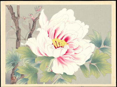 Zuigetsu Ikeda: Pink Camellia - Ohmi Gallery
