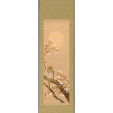Kinko: Owl in Cherry Tree (1) - Ohmi Gallery