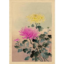 Tsuchiya Koitsu: Chrysanthemum - 菊 - Ohmi Gallery