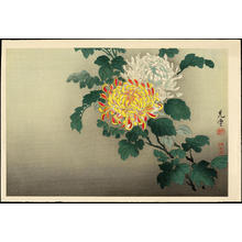 Tsuchiya Koitsu: Chrysanthemum - 菊 (1) - Ohmi Gallery