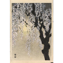 Kotozuka Eiichi: Drooping Cherry Blossoms - 垂れ桜 - Ohmi Gallery