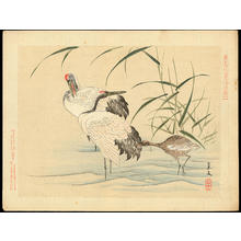 Keibun Matsumoto: Wading Cranes - 鶴 - Ohmi Gallery