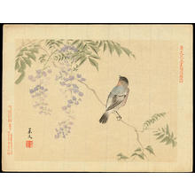 Keibun Matsumoto: Eurasian Bullfinch and Purple Wisteria - 鷽（うそ） 紫藤（むらさきふじ） - Ohmi Gallery