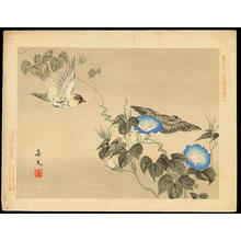 Keibun Matsumoto: Cardueline Finch and Morning Glory - 鶸 - Ohmi Gallery