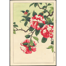 Nishimura, Hodo: Camellia - Ohmi Gallery