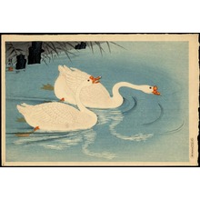 Shoson Ohara: Two Swimming Geese (1) - Ohmi Gallery