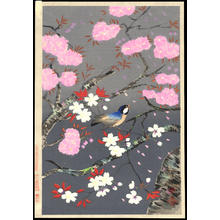 大野麦風: Cherry Blossoms - Ohmi Gallery