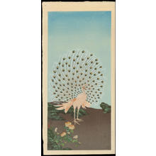 Tsuchiya Koitsu: Peacock (1) - Ohmi Gallery