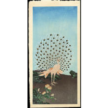 風光礼讃: Peacock (1) - Ohmi Gallery