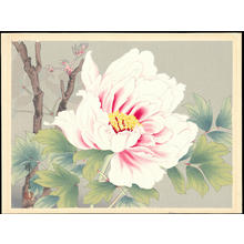Zuigetsu Ikeda: Pink Camellia - Ohmi Gallery