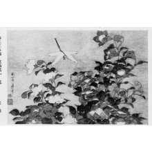 Katsushika Hokusai: （桔梗） - Ritsumeikan University
