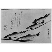 Utagawa Hiroshige: （魚づくし） - Ritsumeikan University