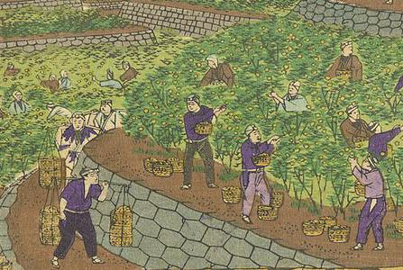 Utagawa Hiroshige III: Orange Grove in Kii - Robyn Buntin of Honolulu